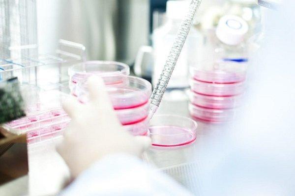 مقایسه مدل شبکه متابولیک میان سلول های پرتوان بدن مقایسه مدل شبکه متابولیک میان سلول های پرتوان بدن