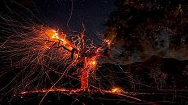 آتش سهل انگاری گردشگران، دامن درخت گردوی 800 ساله را گرفت