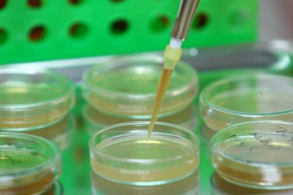 استخراج ماده وراثتی با کیت های ایرانی ممکن شد استخراج ماده وراثتی با کیت های ایرانی ممکن شد