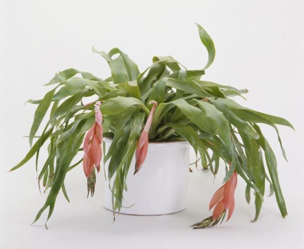 برترین گیاهان برای آویزان شدن!