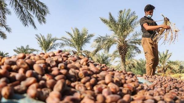 خریداری بیش از 600 تن از خرمای نخلستان های خرمشهر خریداری بیش از 600 تن از خرمای نخلستان های خرمشهر