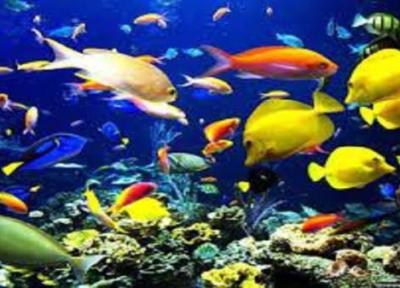 فراوری 600 هزار قطعه ماهی زینتی در خراسان جنوبی