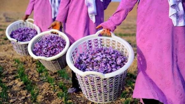 برداشت 650 کیلوگرم زعفران از مزارع کاشان برداشت 650 کیلوگرم زعفران از مزارع کاشان