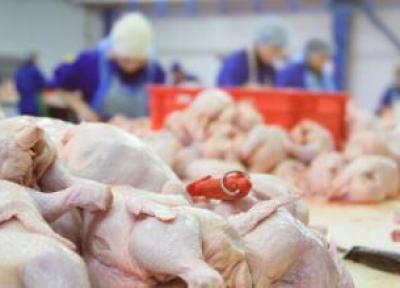 چرا قیمت گوشت قرمز بالا رفت و مرغ پایین آمد؟ ، جدیدترین قیمت گوشت گوسفندی و مرغ در بازار